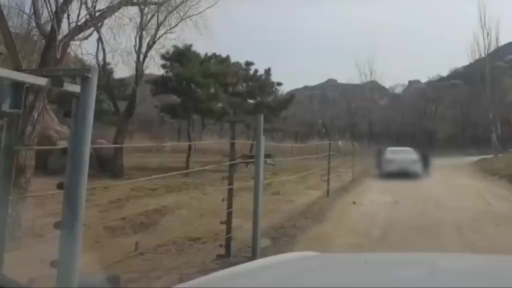 【老虎咬死人的动物园又见虎园下车 人虎仅4米之遥】近日,有网友拍到一名女游客在北京八达岭野