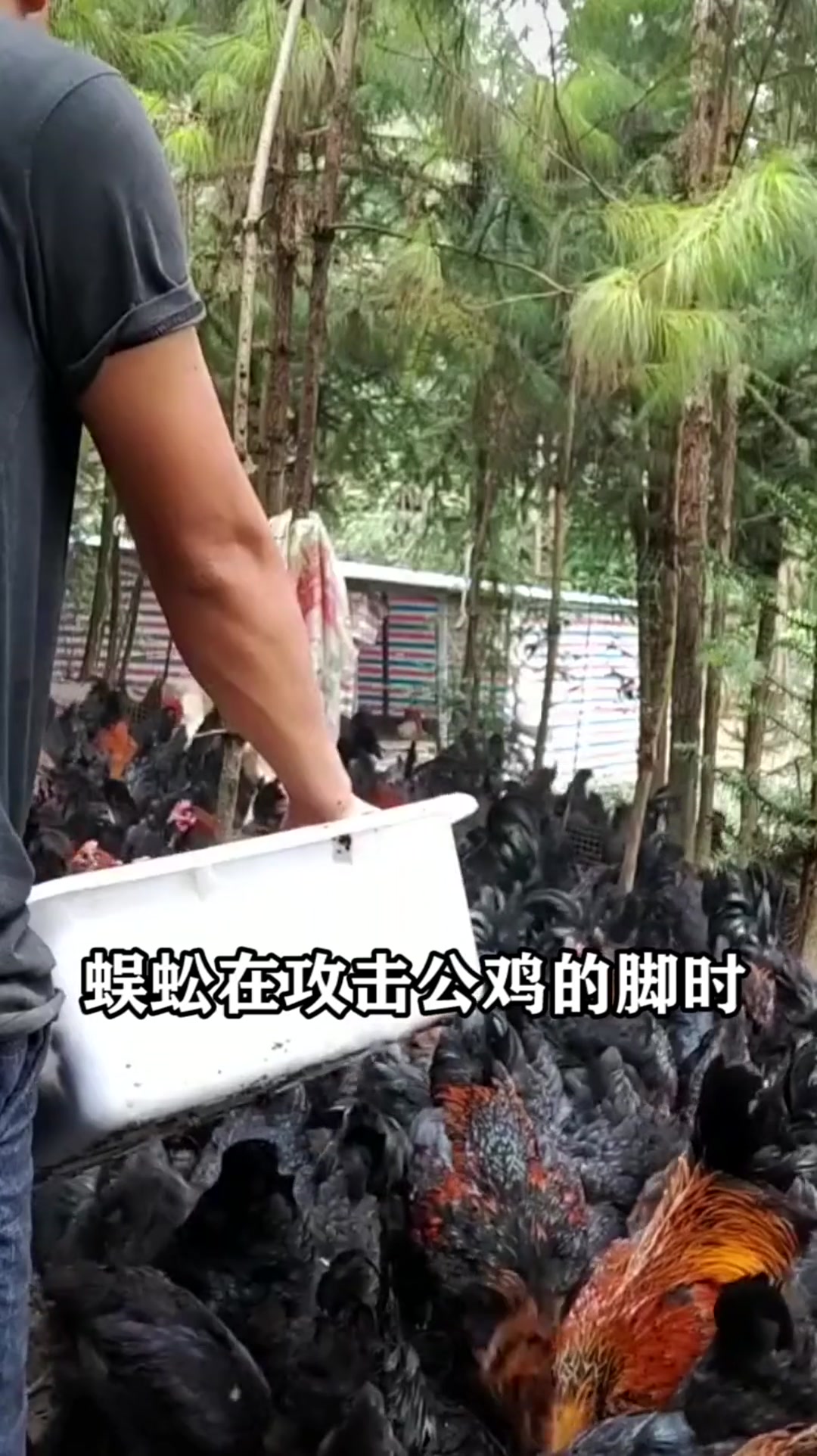 为啥五毒之一的蜈蚣却毒不死大公鸡?原因居然是这样!