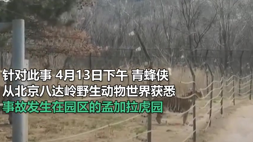 【动物园回应女游客猛兽区下车 :事发孟加拉虎园,游客经警告后离开】近日,有网友拍到一名女游