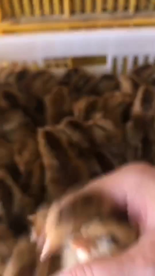 快大型青脚麻鸡苗