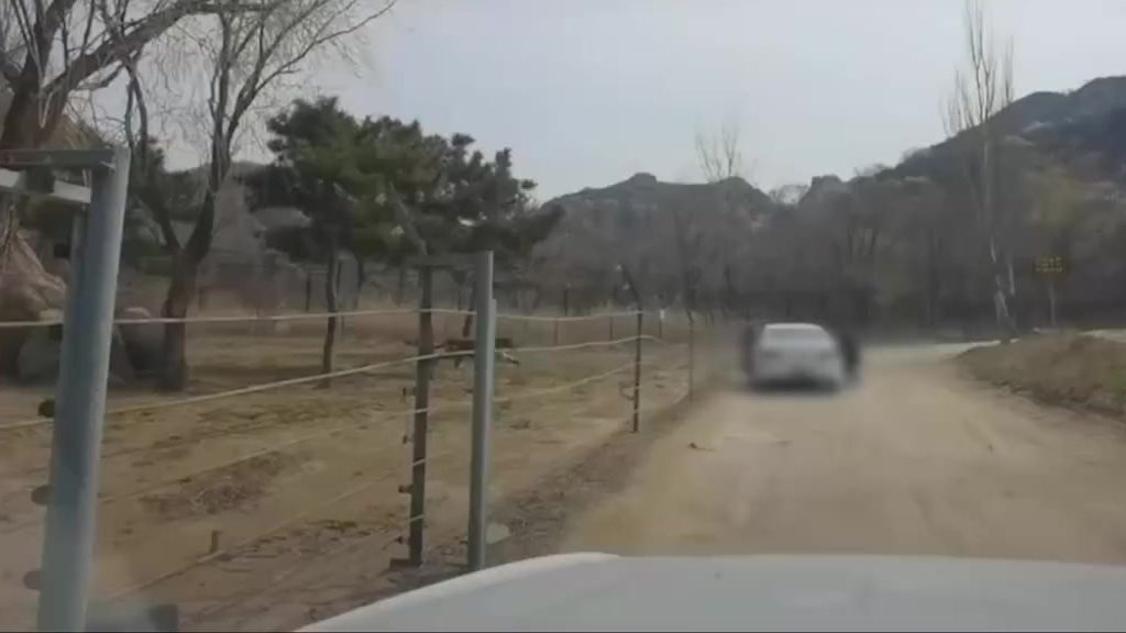 【动物园回应女游客猛兽区下车 :事发孟加拉虎园,游客经警告后离开】近日,有网友拍到一名女游
