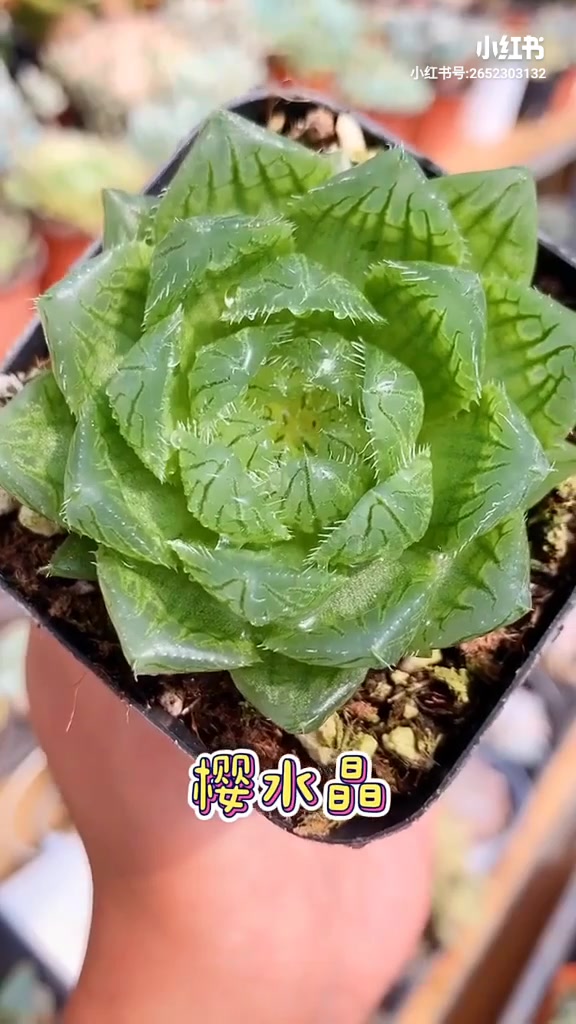 多肉植物～玉露集合