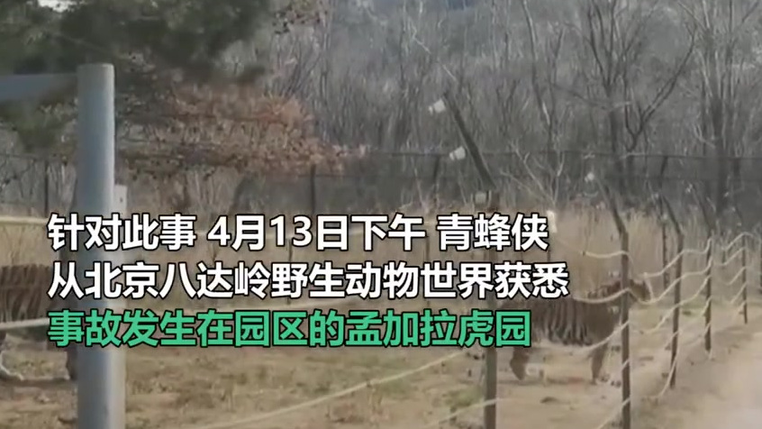 【女子动物园猛兽区下车 园方:事发孟加拉虎园,游客经警告后离开】近日,有网友拍到一名女游客