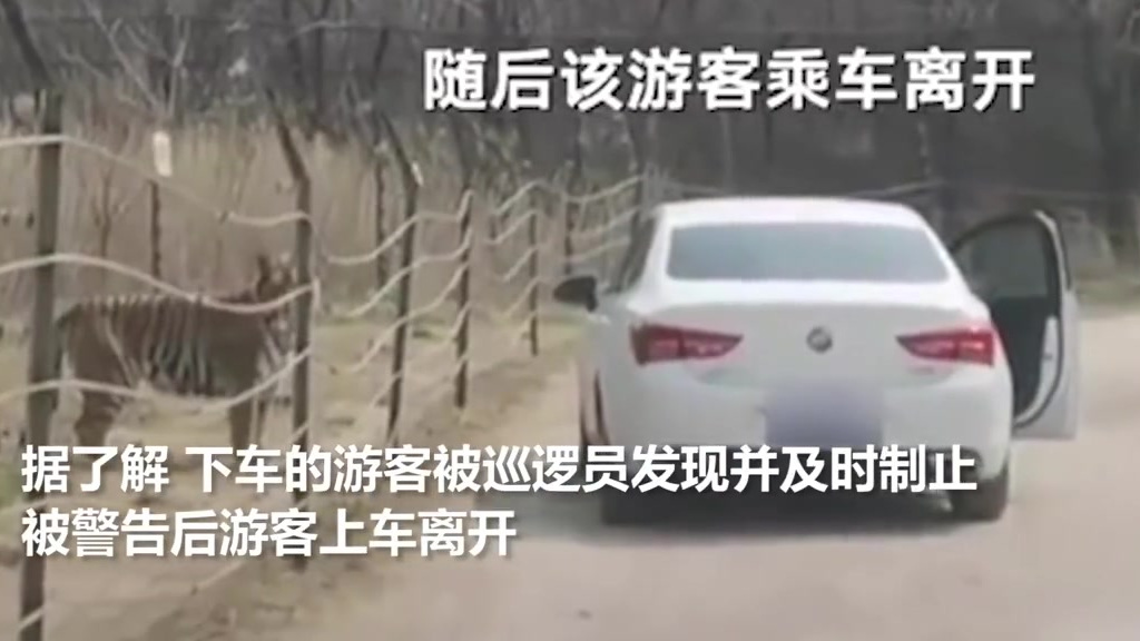 【北京八达岭野生动物园一游客猛兽区擅自下车,与老虎仅隔数米】近日,北京八达岭野生动物园,一