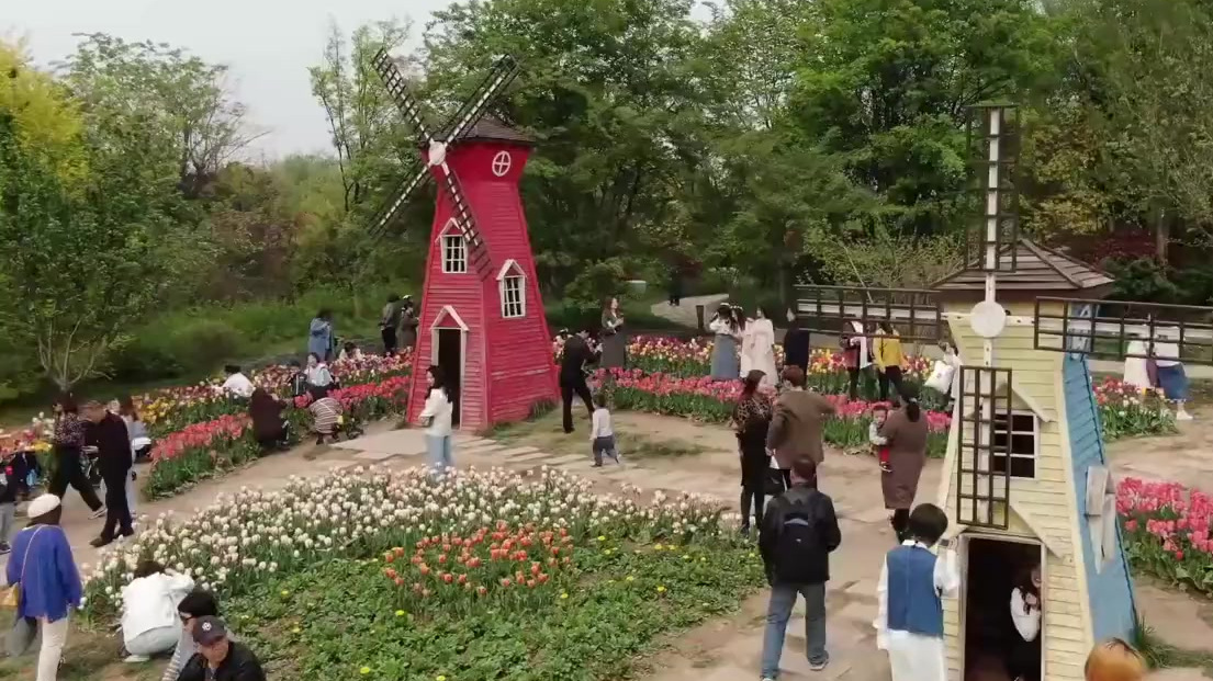 【航拍 | 原来最美的花都在这儿!】目前,陕西省西安植物园的郁金香绽放正当时,可以拍许多美