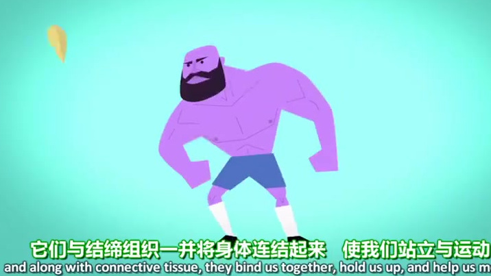 动画讲解: 肌肉如何变得更强壮! 