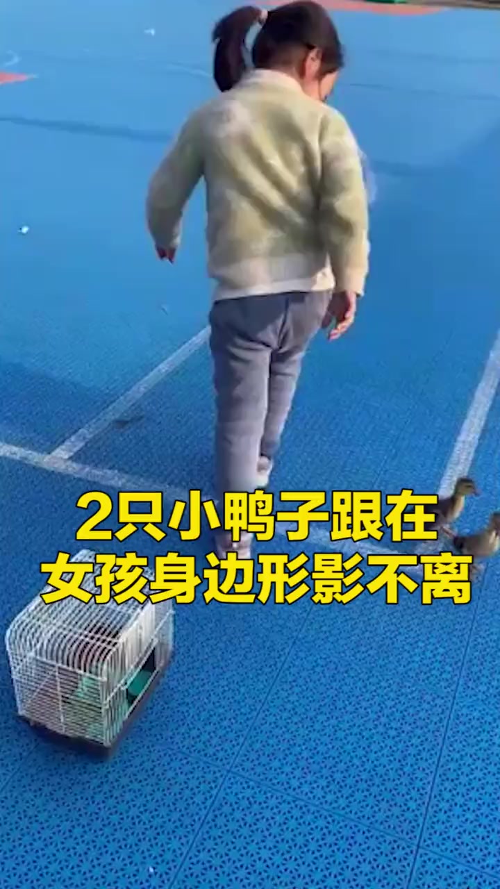 湖北孝感2只小鸭子跟在小女孩身边形影不离,网友:这宠物遛的有气势