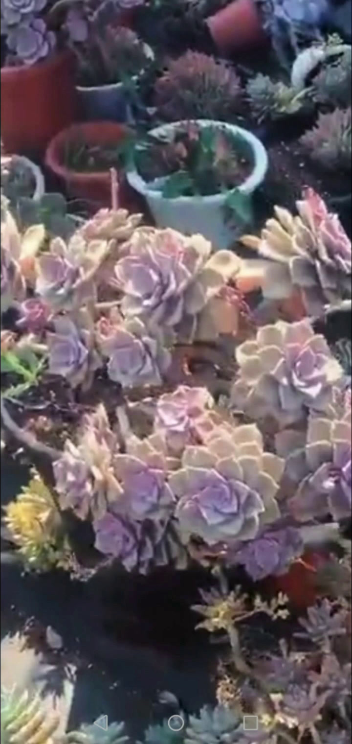 老桩漂亮吧?多肉老桩美啦!