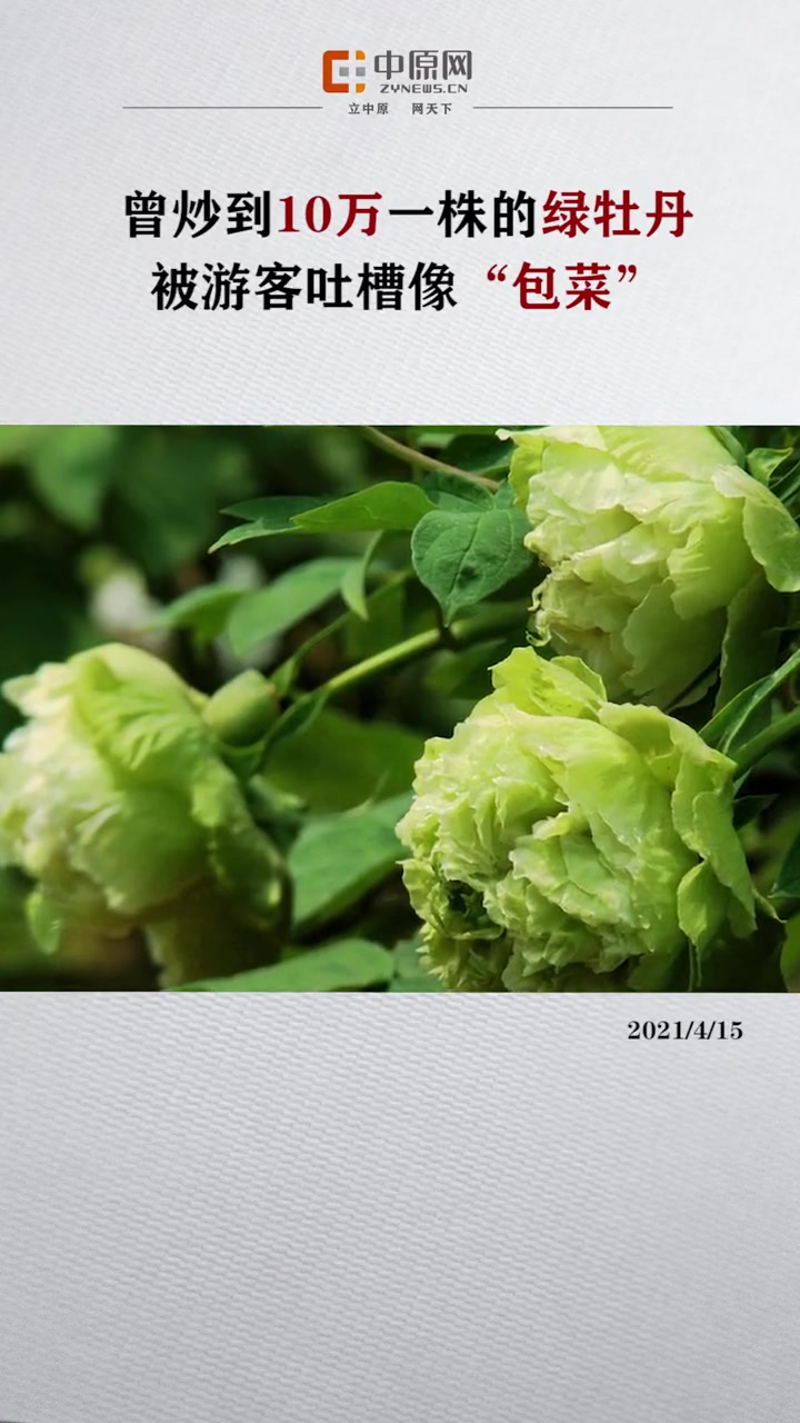 包菜:以后请叫我“绿牡丹”!实际上 绿牡丹非常名贵,其花色泽艳丽玉笑珠香风流潇洒富丽堂皇,