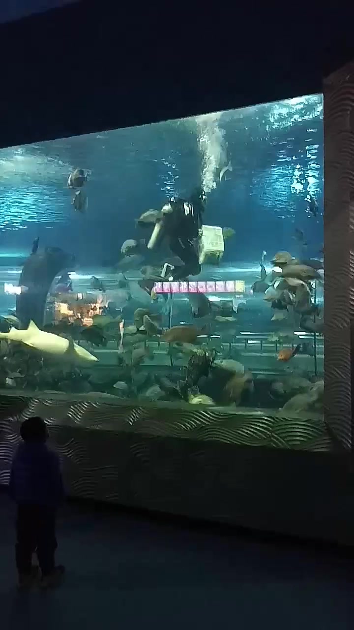 鱼儿翩翩舞,人在画中游