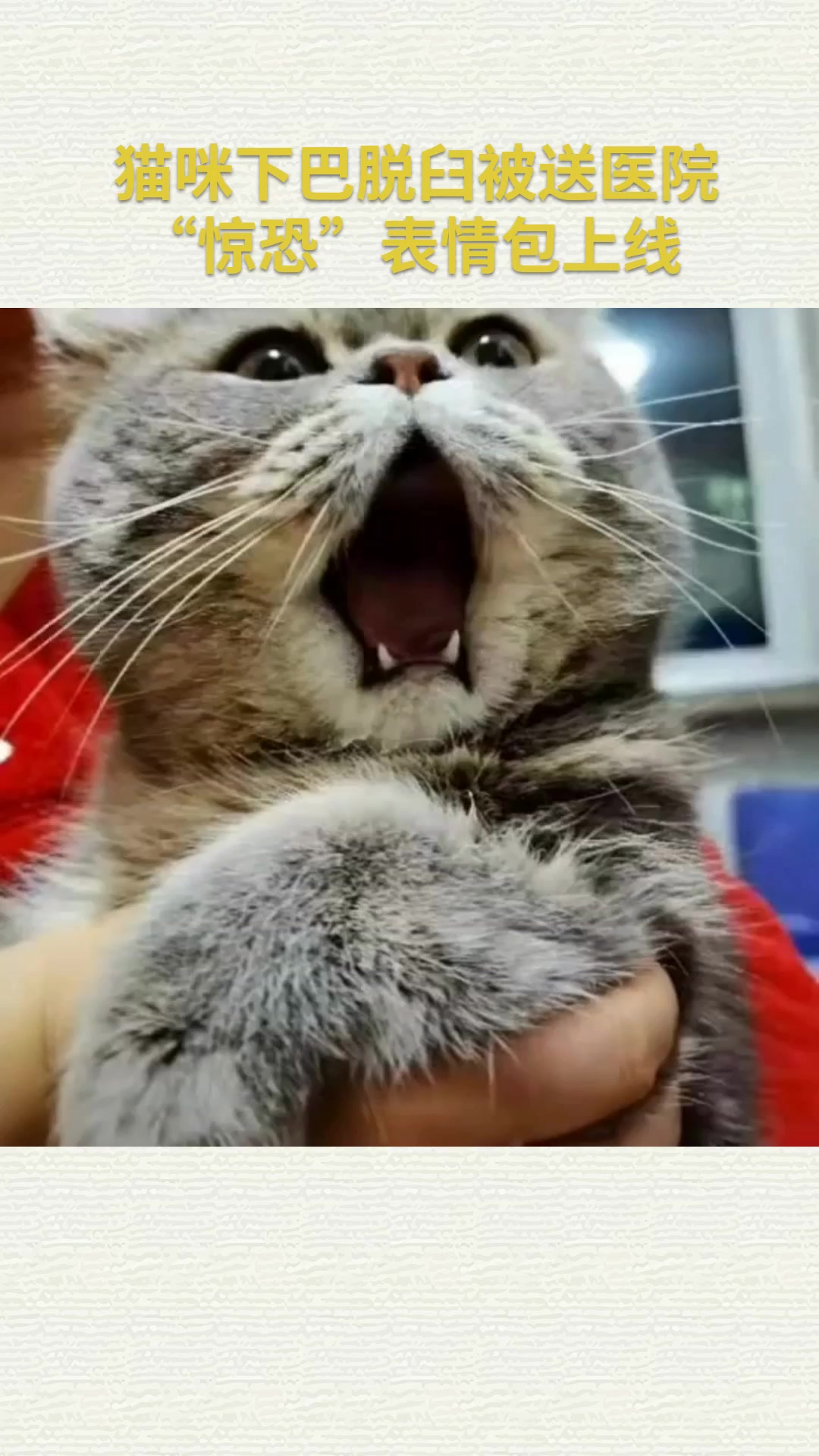 猫咪下巴脱臼被送医院 “惊恐”表情包上线