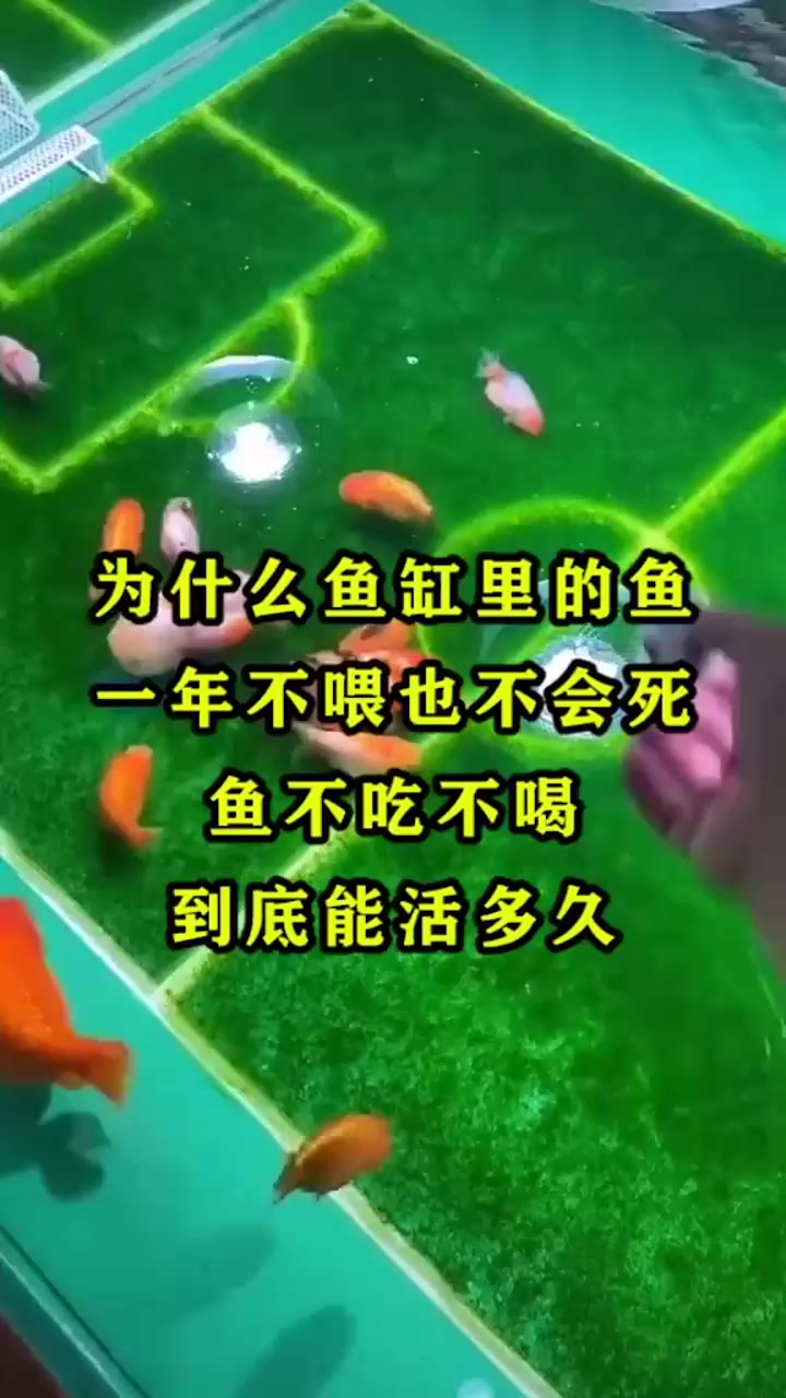 为什么鱼缸里的鱼,一年不喂也不会死,到底鱼能活多久?