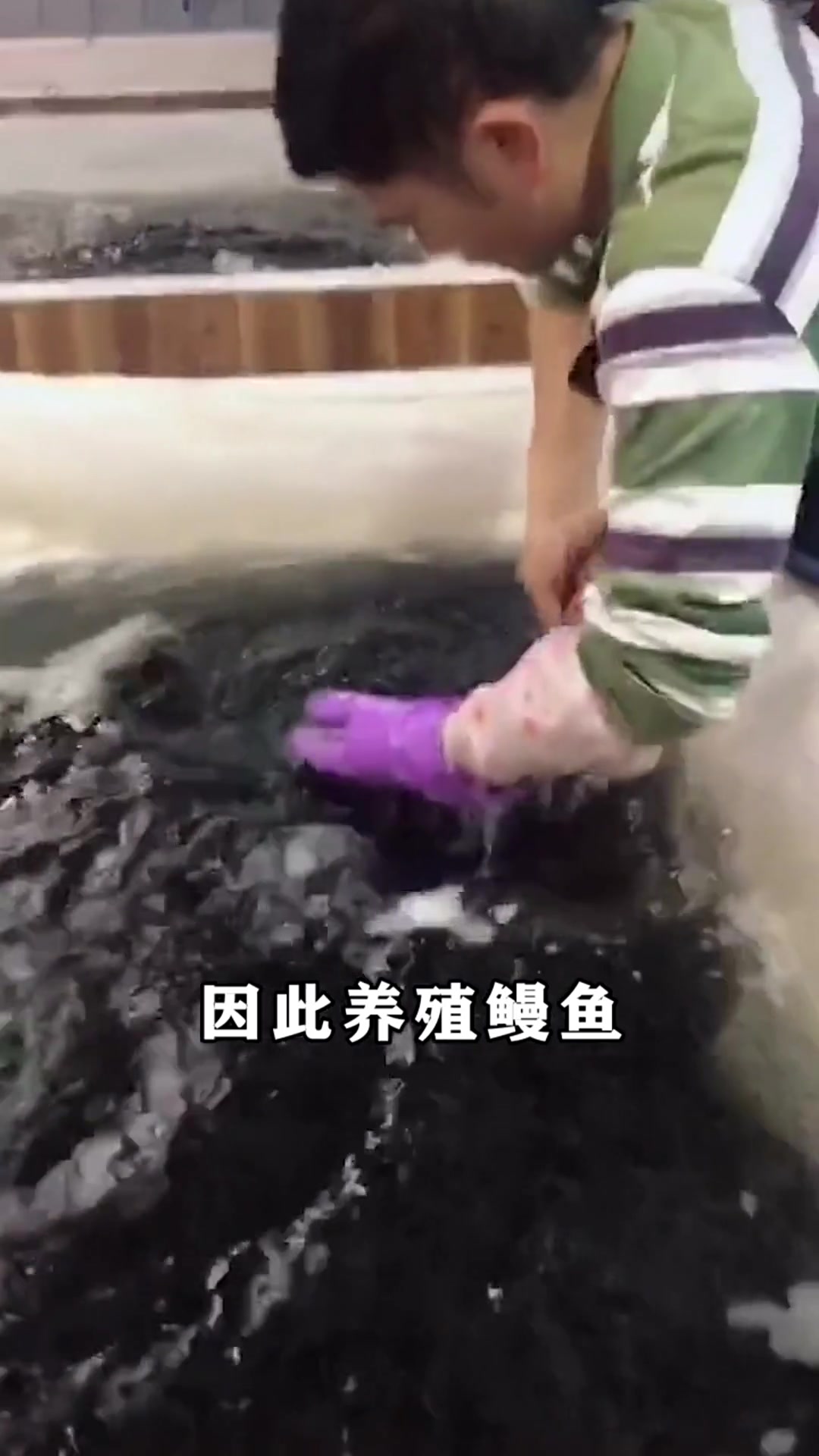 鳗鱼苗为什么被称为软黄金,原来都是人类造成的,看着很心酸!