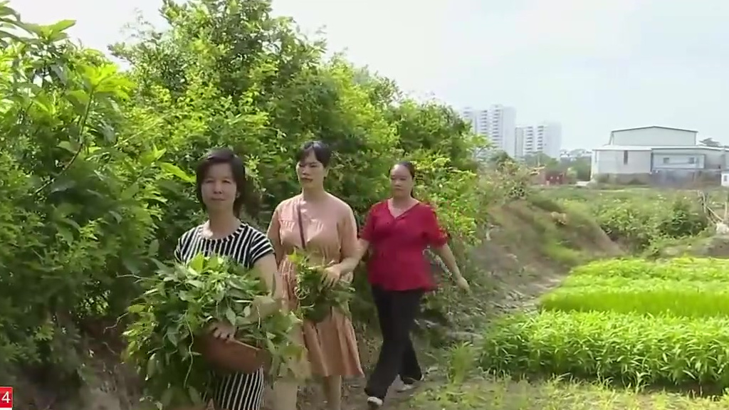 【#广西三月三# 鸡屎藤籺糖水 “三月三”里的美食】每逢“三月三”,合浦人都会吃上一碗当地