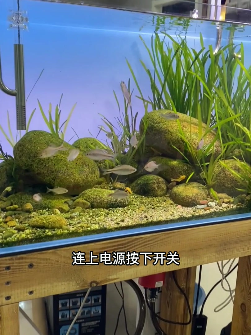 看够鱼缸单调背景,搞了发光背景灯板,周末的夜晚和鱼一起857