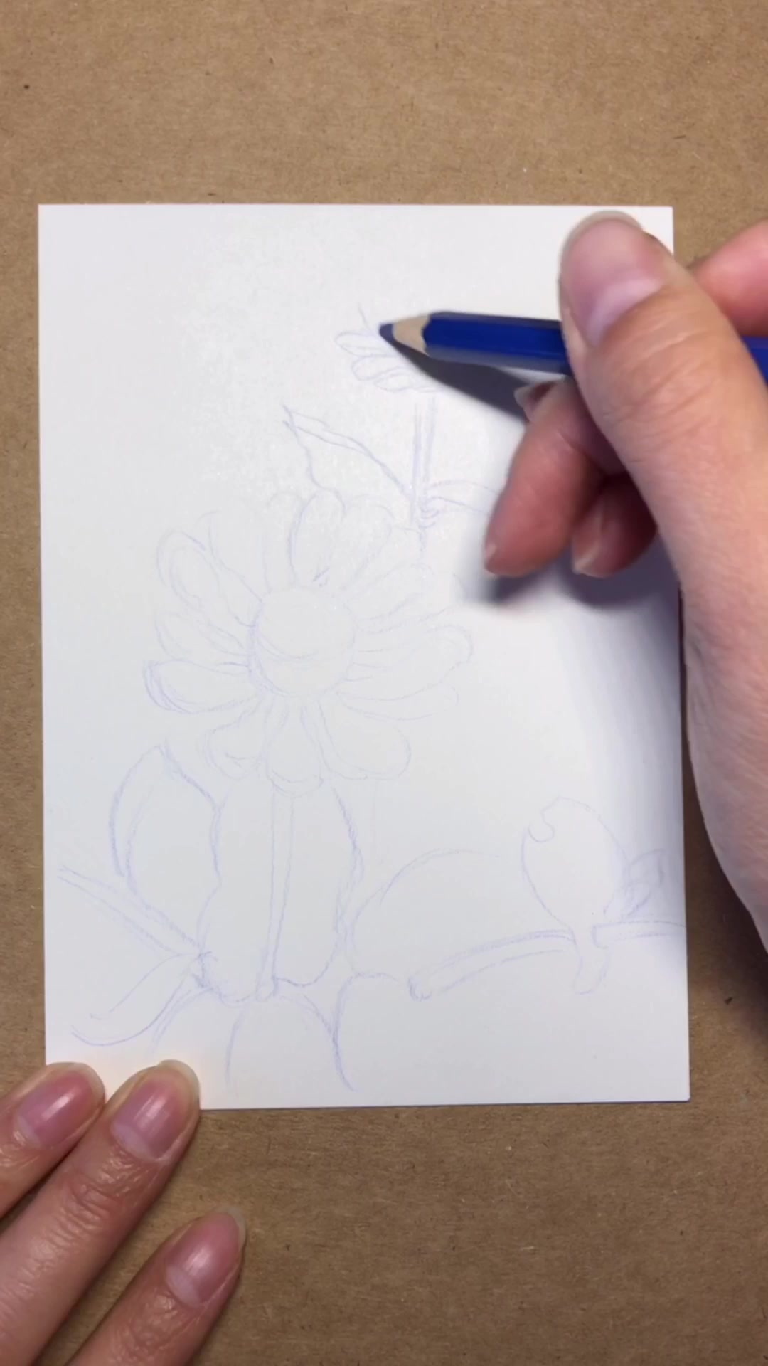 针管笔绘画百日菊全过程