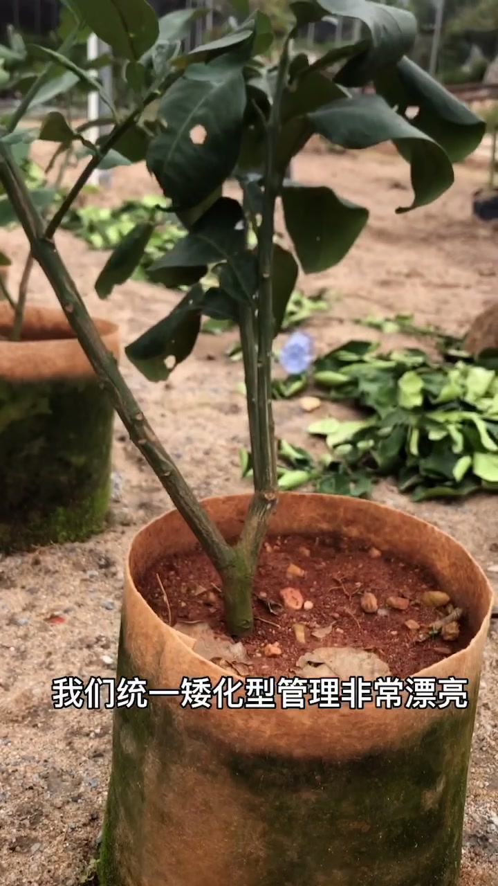 越南翡翠柚子苗++大量供应苗子。