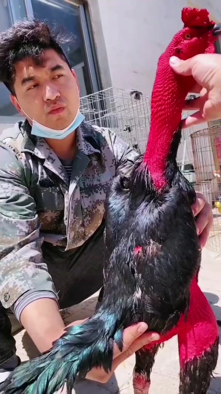 三棱加刚嘴斗鸡,宽胸宽背,重腿,母鸡毛斗鸡