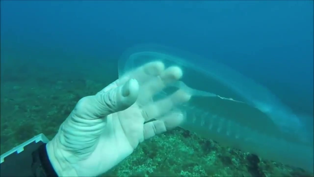 #来点冷知识# 这条看起来几乎完全透明的鱼叫“樽海鞘”,是一种类似水母的海洋无脊椎动物,身