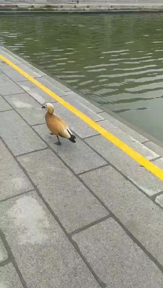 猜猜这是啥?一只快乐的小动物