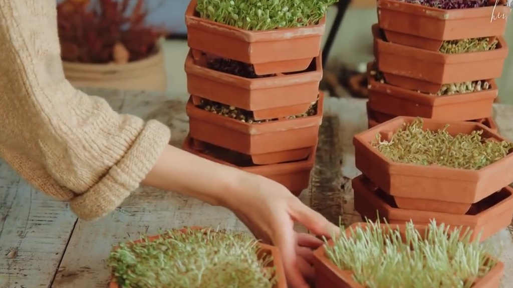 【家里没有大阳台,却想种点蔬菜怎么办?】Thu Thuy用视频的方式,记录下自己在室内种植