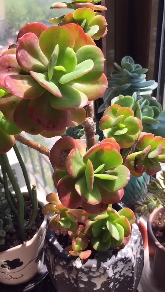 多肉植物开始生长,颜色开始变绿,赶快纪录一下多肉玫瑰的美。