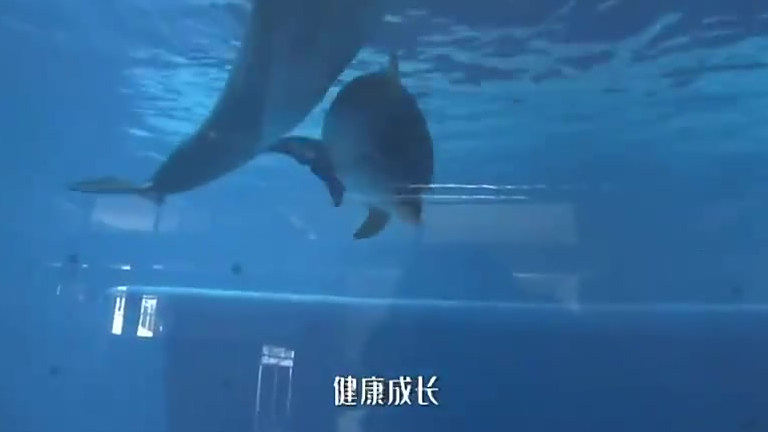 #长沙身边事# 【长沙海豚宝宝请你取名!】4月20日,长沙海底世界第4例在人工饲养环境下成