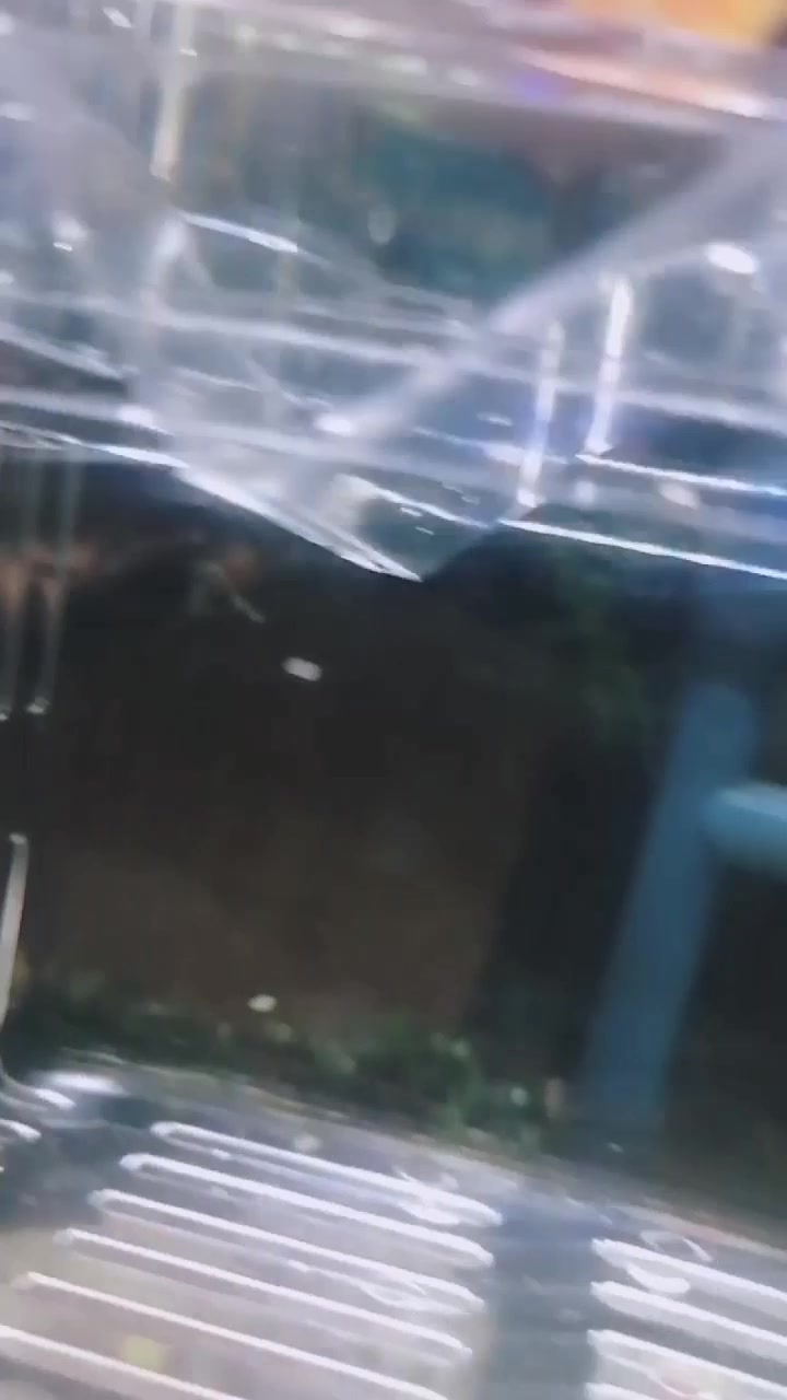 大家好,喜欢养小鱼,但是我最喜欢的还是孔雀鱼。