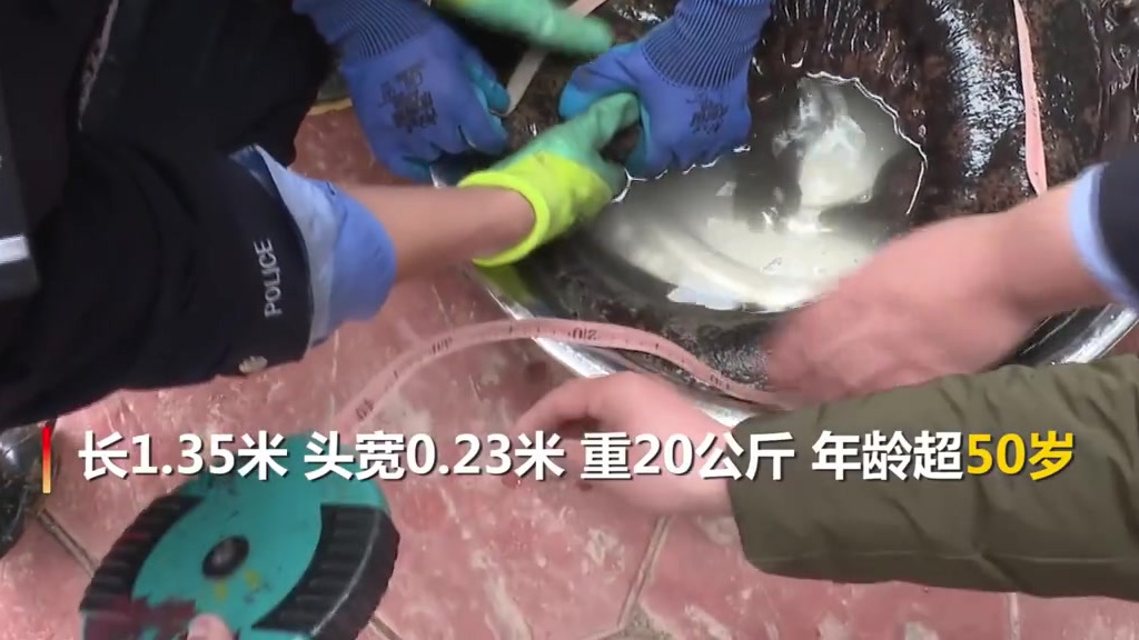 #万象# 【宁夏现长1.35米巨型野生娃娃鱼[围观]】4月19日,宁夏固原,河道治理工人在