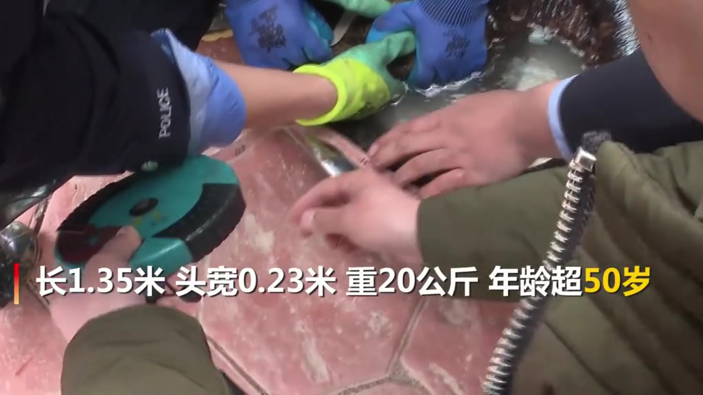  4月19日,宁夏固原,河道治理工人在泾源县泾河6号水坝施工时疑似发现一条“娃娃鱼”。经专