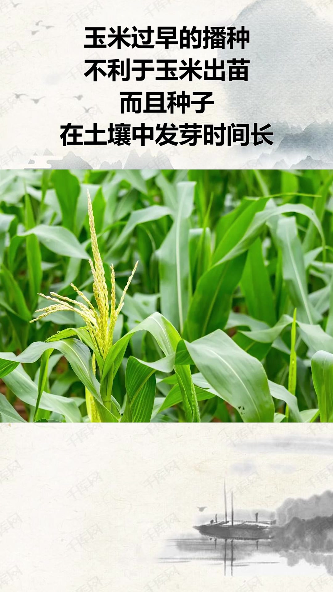 谷雨之后,玉米、花生可以播种了吗?华北及东北什么时候播种合适
