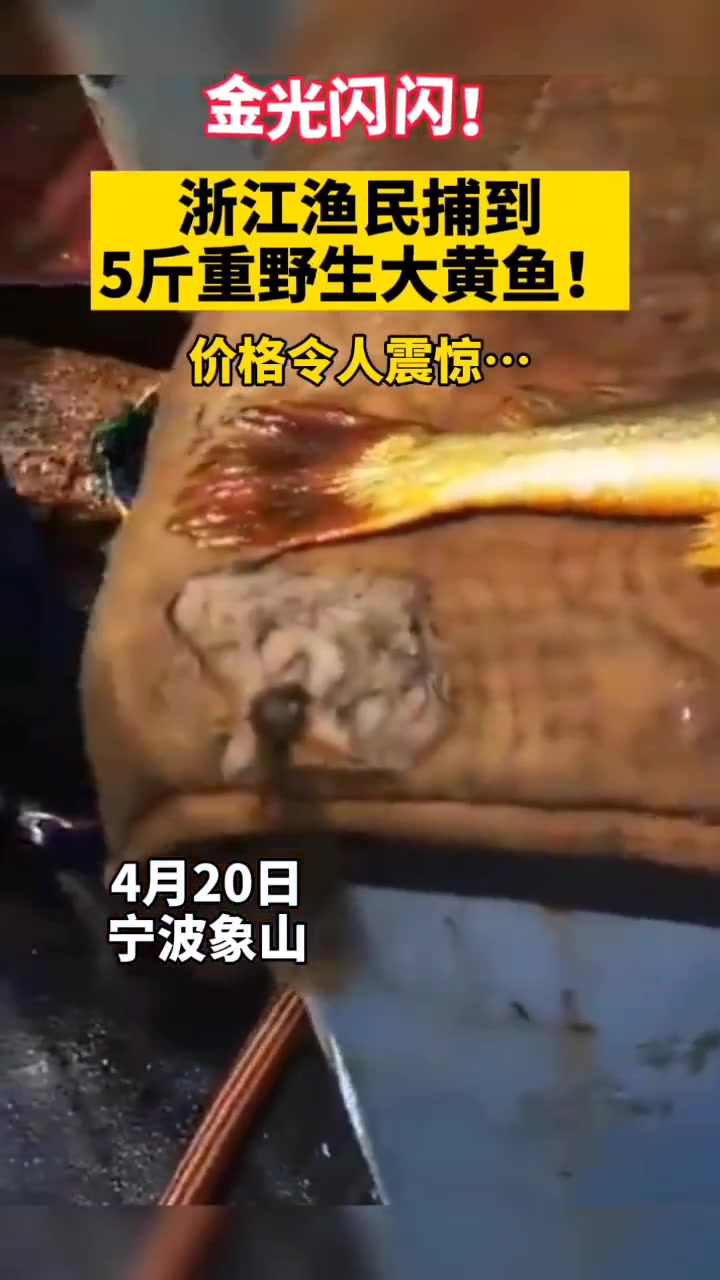 金光闪闪!浙江 渔民 捕到5斤重 野生大黄鱼!价格让人意外