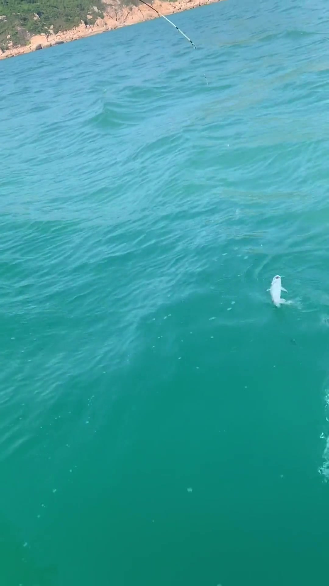 这种鱼叫暗丁,不要用手抓,它头顶和两个鳍共有三个针刺非常锋利