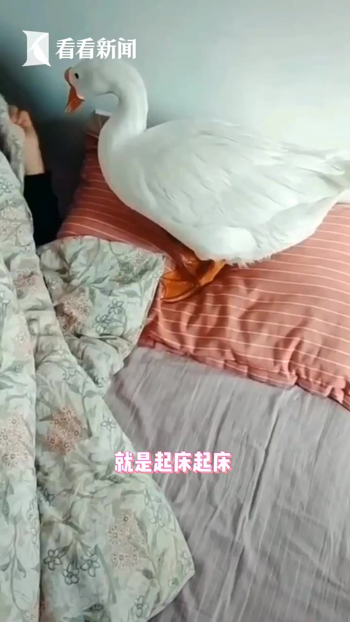 大白鹅掀被子叫主人起床!网友:再也不担心会迟到了