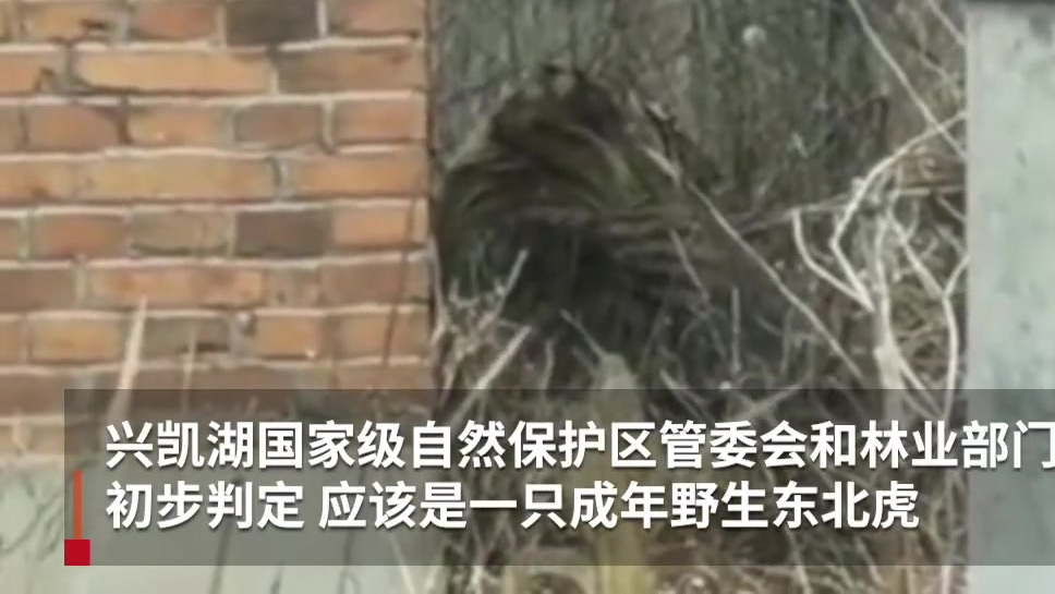 【黑龙江村庄闯入东北虎咬伤1人,相关部门正在合围】今天上午7时左右,黑龙江省鸡西市密山市白
