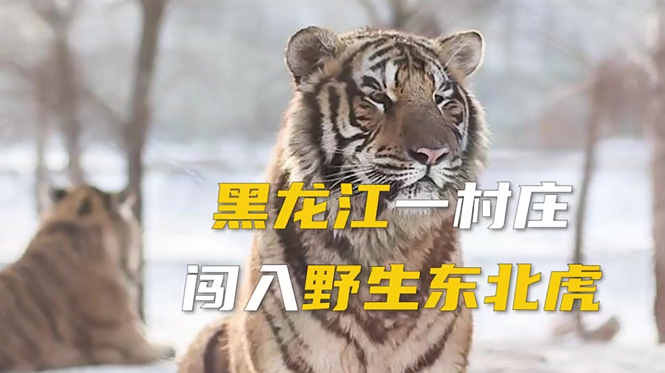 【黑龙江一村庄闯入东北虎 ,工作人员遇老虎袭击车窗被一掌拍碎】4月23日,黑龙江密山市白鱼