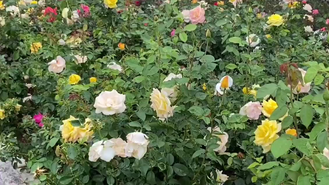 深圳人的周末 深圳最近的天气一冷一热的 大家要注意身体哦⚠️ - ???? 和朋友约去了香蜜公园