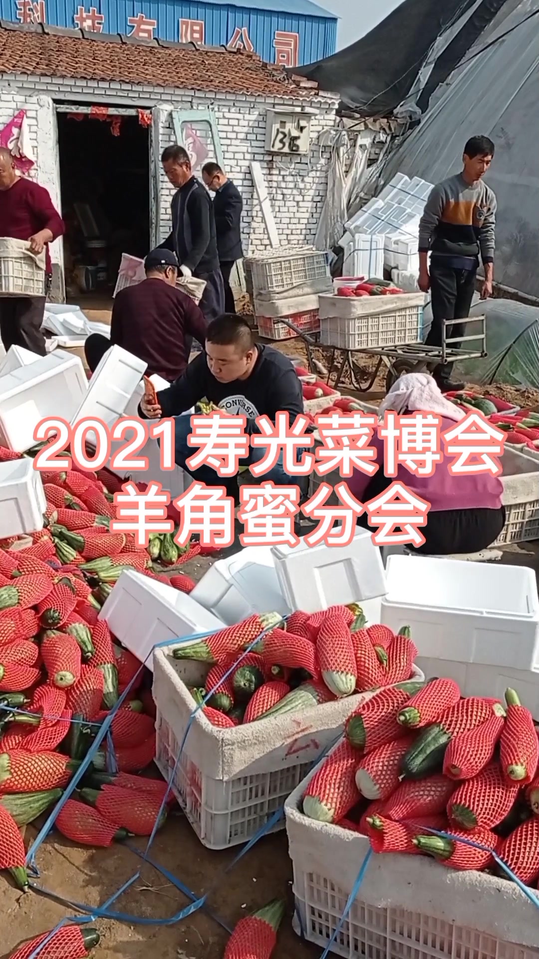 山东寿光的羊角蜜甜瓜,菜博会怎么少的了!