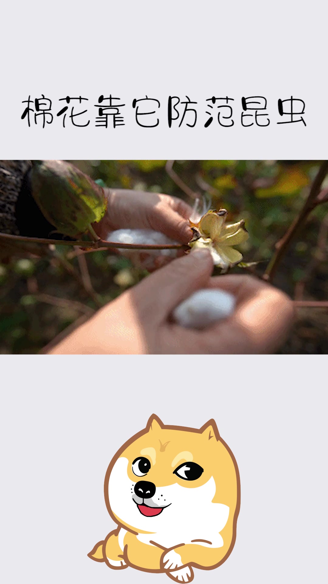 棉花--棉花能吃吗
