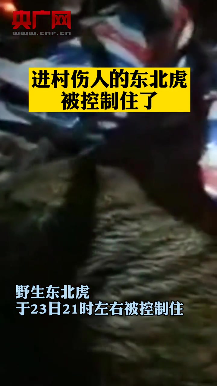 黑龙江鸡西密山市进村伤人的东北虎被控制住了!