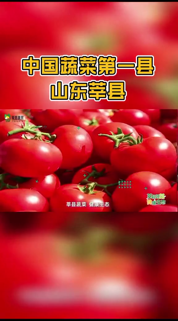 这里是中国蔬菜第一县——山东莘县 第十届山东聊城瓜菜菌博览会将于26日开幕