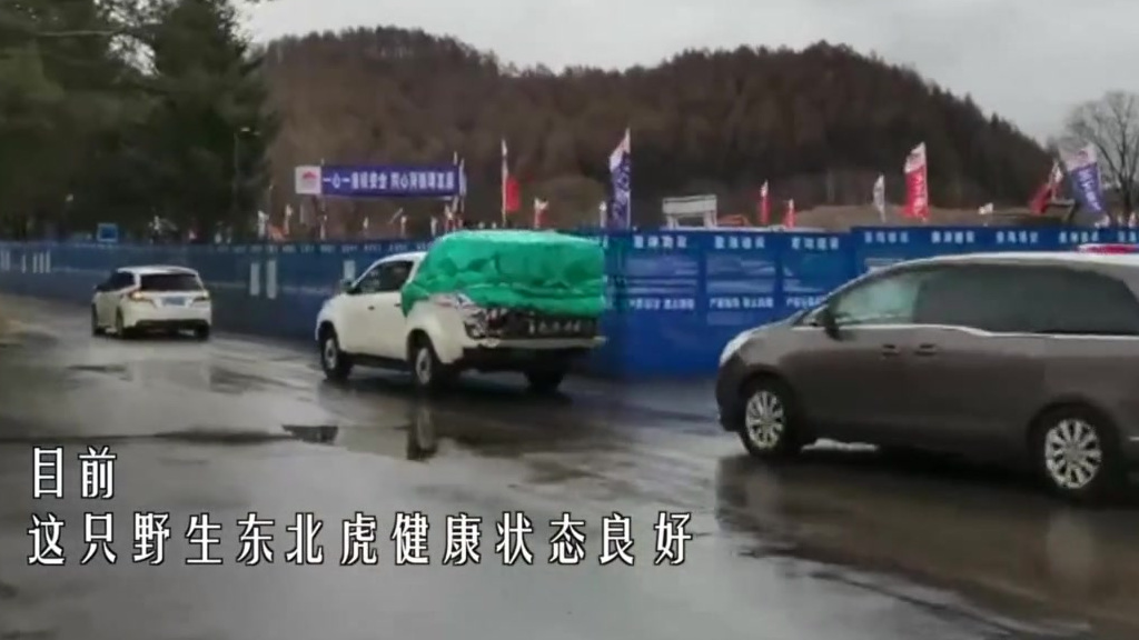 【黑龙江进村东北虎已送至饲养繁育中心 被进村东北虎扑倒女子手术结束】24日中午,在专业人员