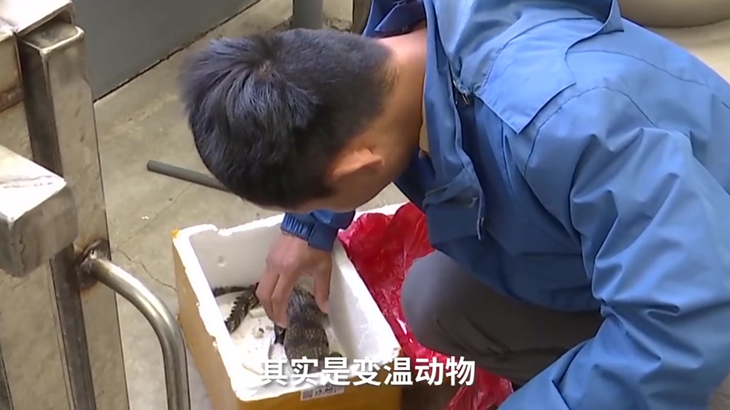 【这是什么操作?网购小鱼收到泰国鳄】4月22日,山东一家长称,孩子在网上买了一条不知名的小
