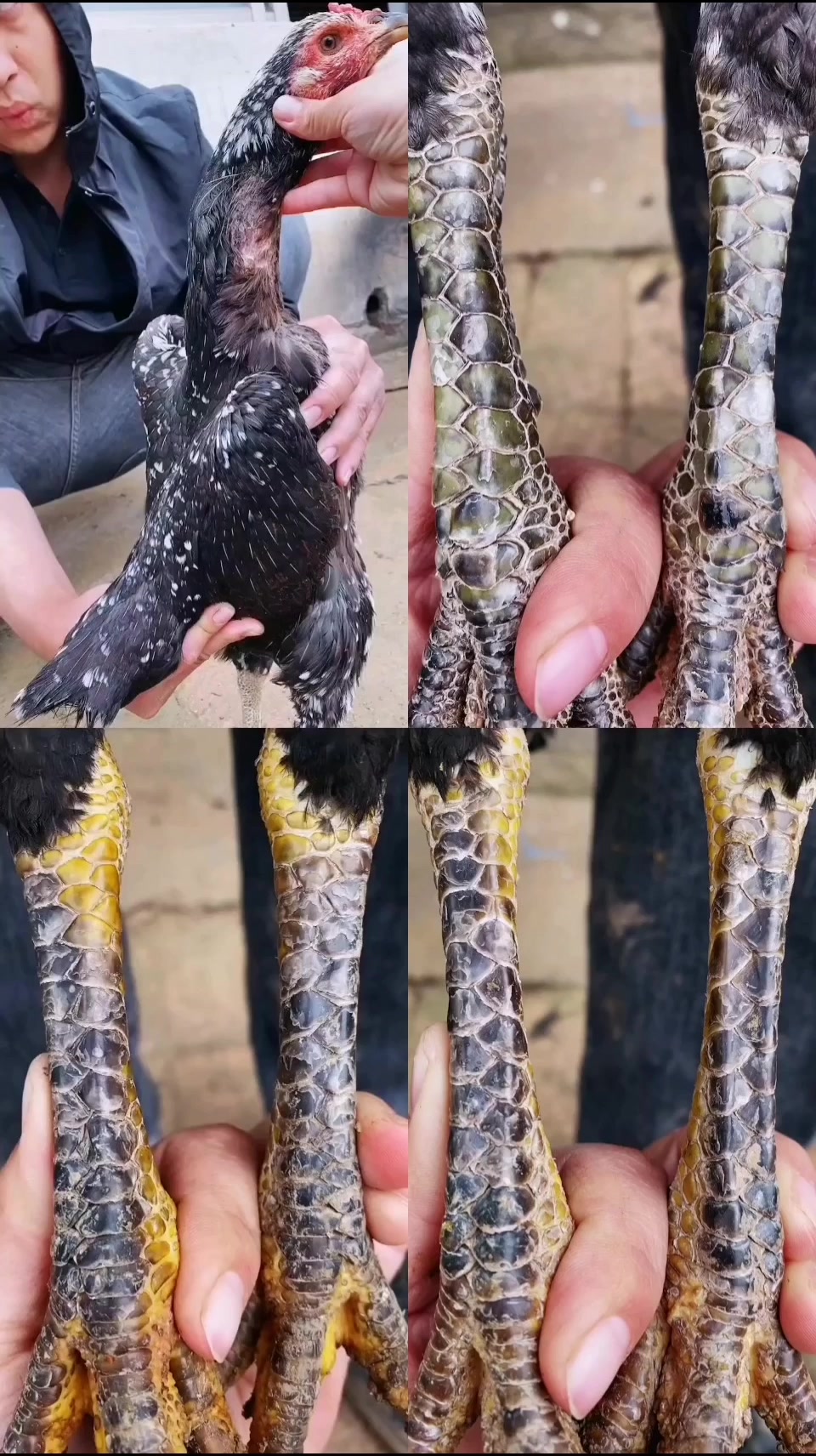 你没见过的好多质量血统鬼母斗鸡,越南大号产蛋母斗鸡