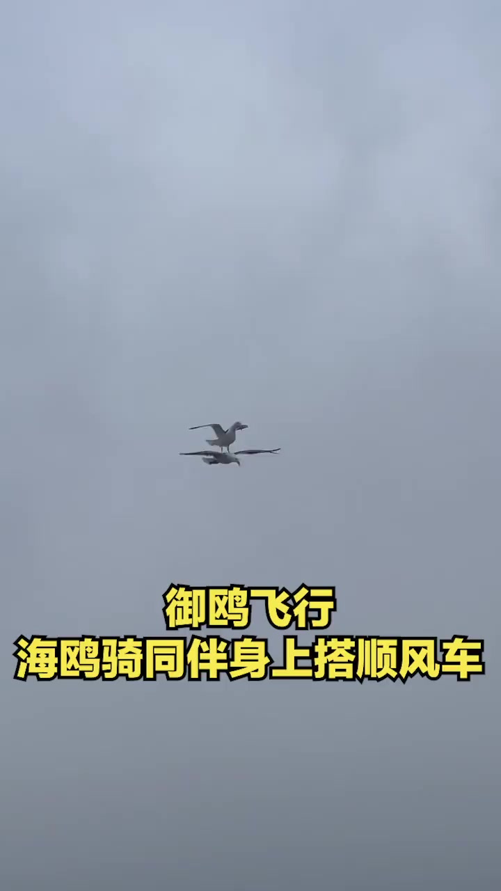 御鸥飞行!海鸥压在同伴身上搭顺风车 网友:哪有什么岁月静好,不过是有人替你负重前行!