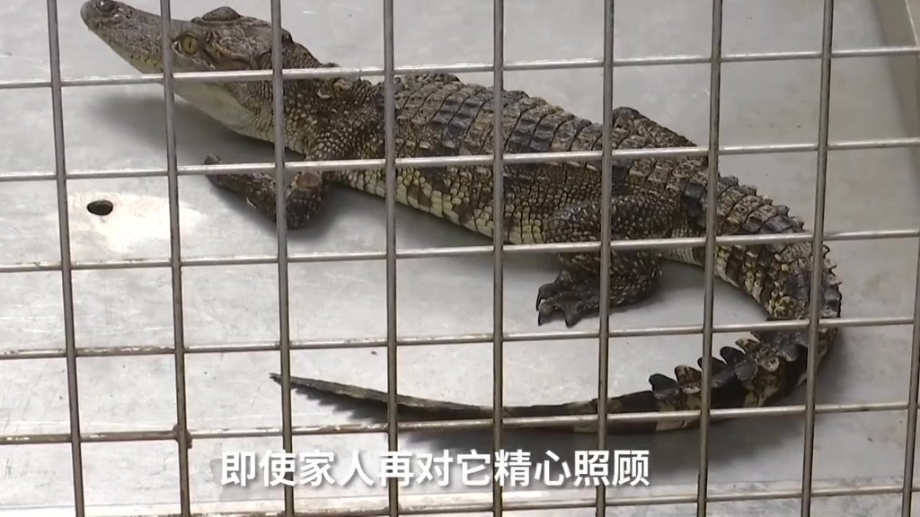 【山东一小孩网购小鱼竟收到泰国鳄!家长吓到报警求助】4月22日,山东一家长称,孩子在网上买
