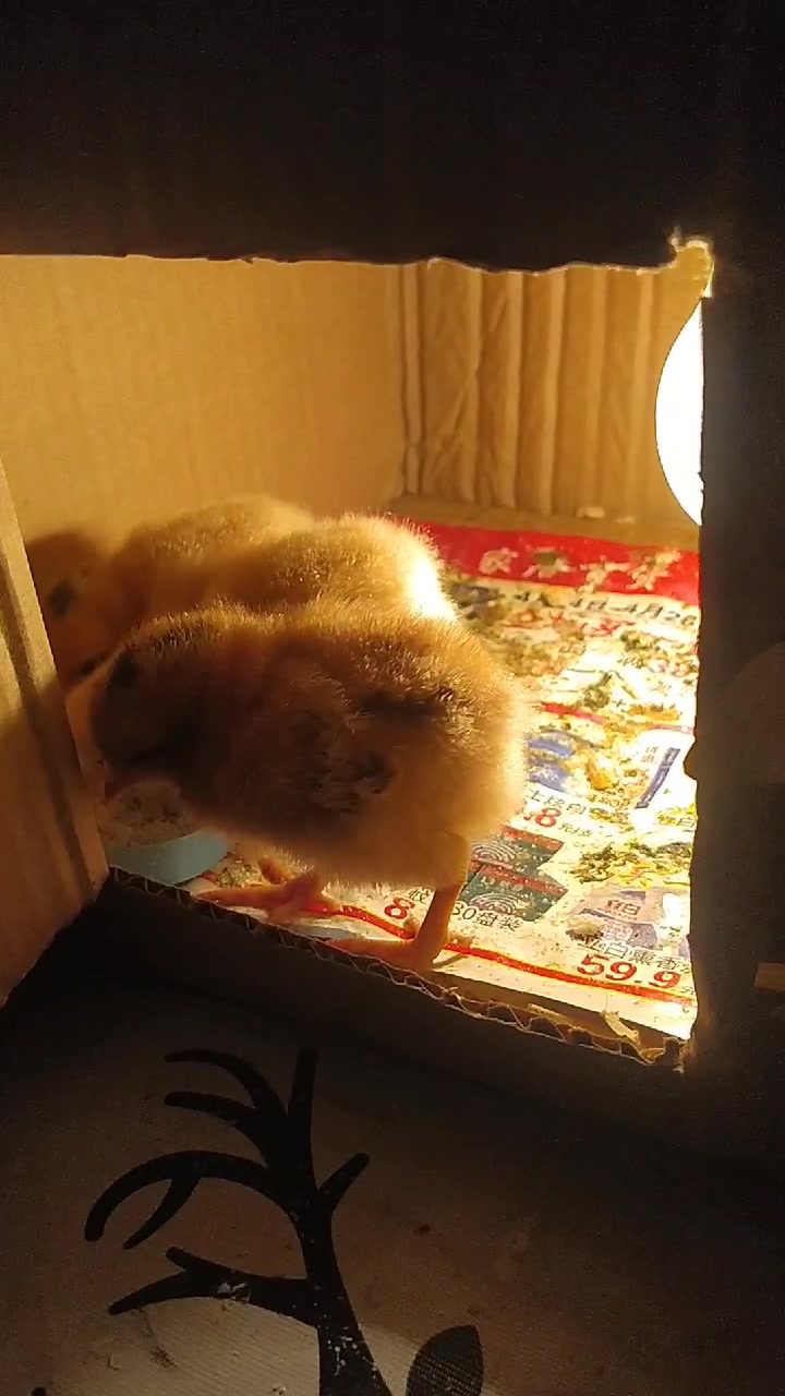 小鸡宝宝慢慢长大…很可爱的