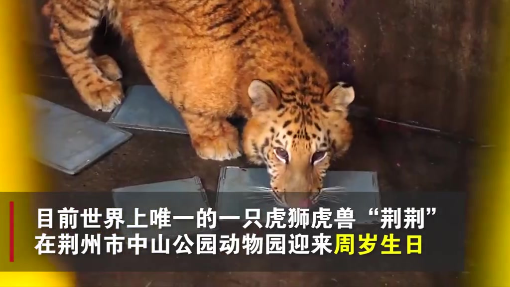 【全球唯一虎狮虎1岁了,湖北荆州动物安排“肉蛋糕”】4月24日,目前世界上唯一的一只虎狮虎