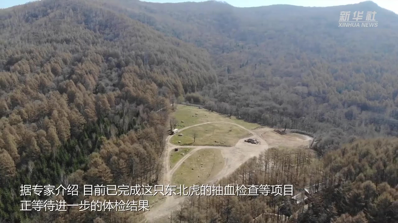 【最新:伤人东北虎已进入隔离检疫期】闯入黑龙江省密山市一村庄的东北虎24日被运至中国横道河