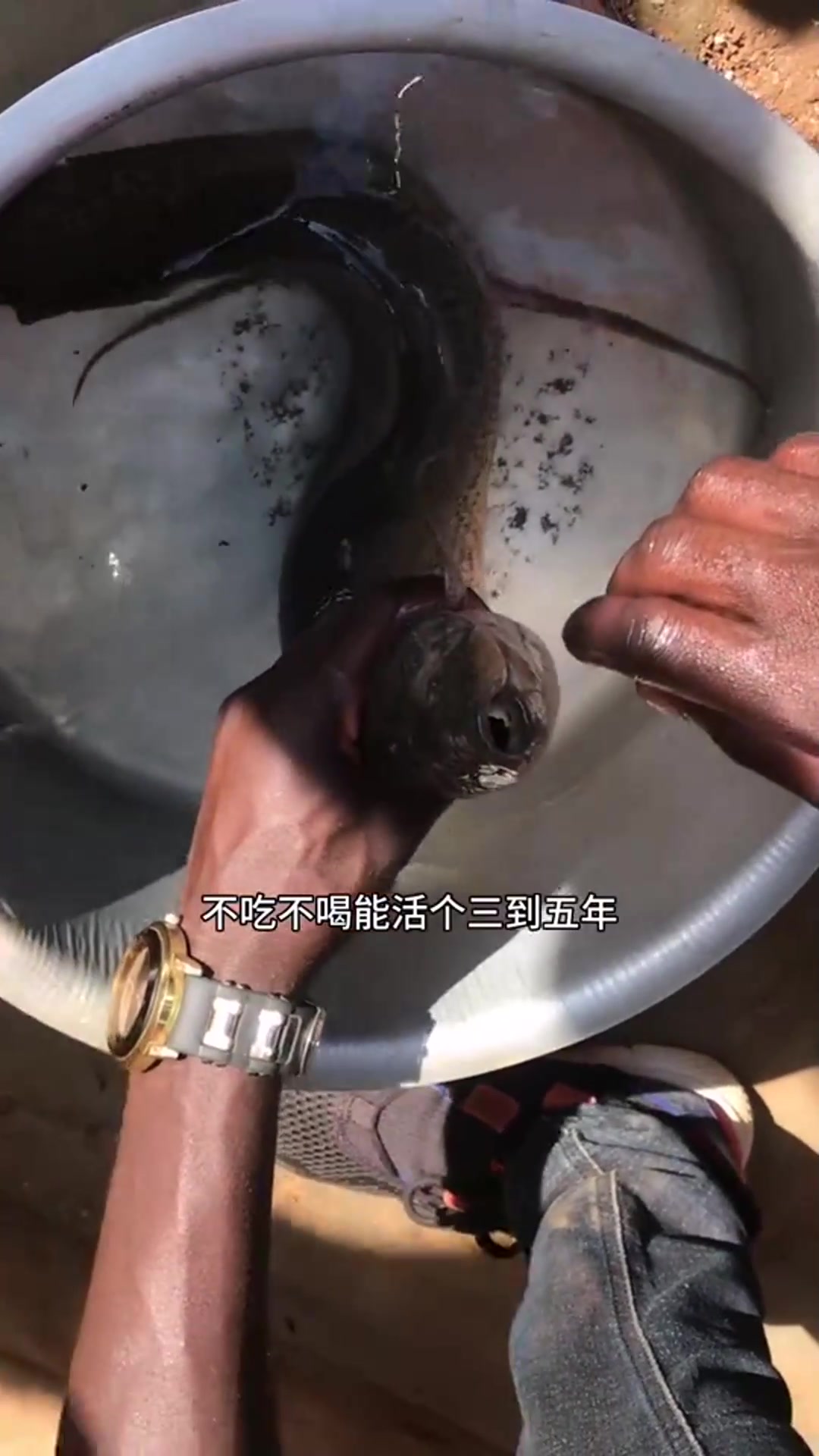 非洲肺鱼,脑袋开瓢了都不死,离水还能活5年